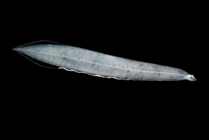 Framed Print : Leptocephalus Larva Framed Print : Leptocephalus Larva