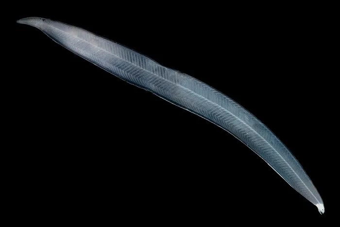 Framed Print : Leptocephalus Larva