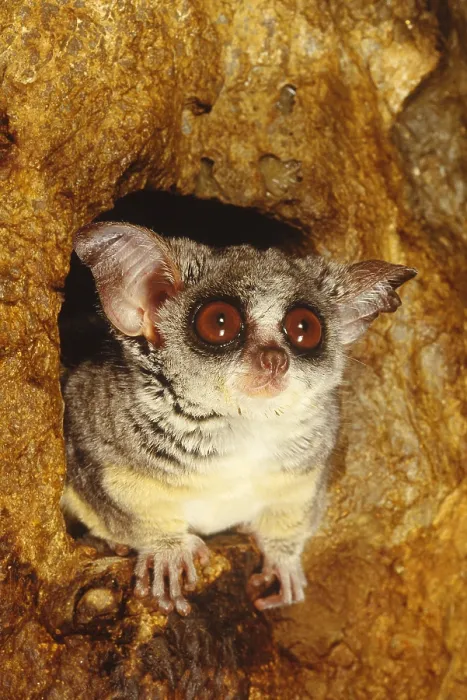 Framed Print : Lesser Bushbaby