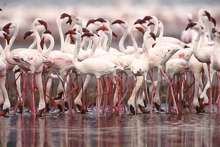 Framed Print : Lesser Flamingos, Kenya Framed Print : Lesser Flamingos, Kenya