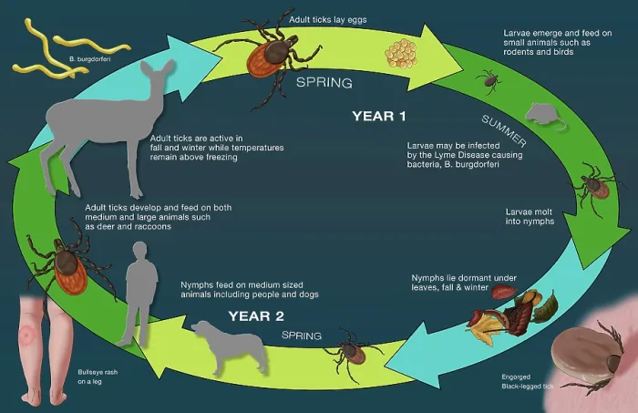 Framed Print : Life Cycle of the Black-legged Tick and Lyme, Illustration Framed Print : Life Cycle of the Black-legged Tick and Lyme, Illustration