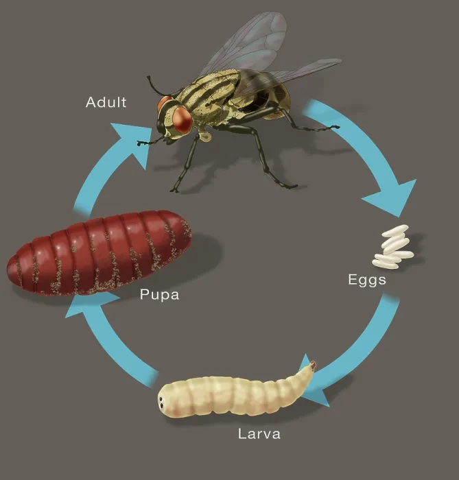 Framed Print : Life Cycle of a House Fly, Illustration Framed Print : Life Cycle of a House Fly, Illustration