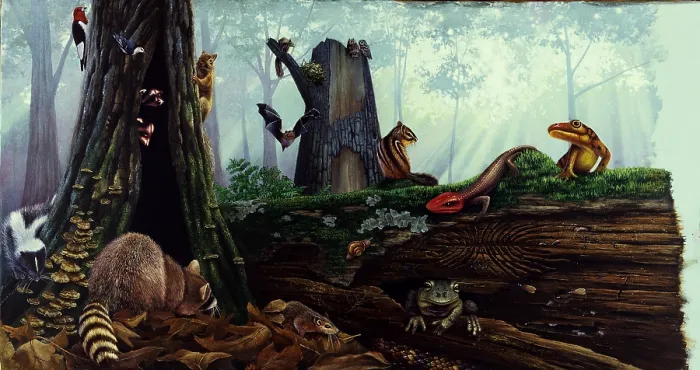 Framed Print : Life in a dead tree Framed Print : Life in a dead tree