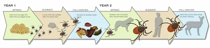 Framed Print : Life Stages of the Black-legged Tick, Illustration Framed Print : Life Stages of the Black-legged Tick, Illustration