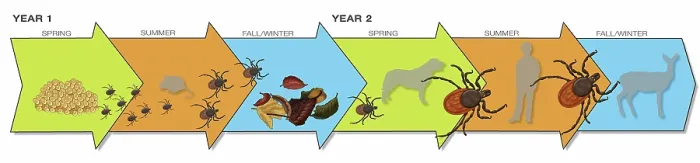 Framed Print : Life Stages of the Black-legged Tick, Illustration Framed Print : Life Stages of the Black-legged Tick, Illustration