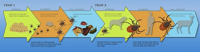 Framed Print : Life Stages of the Black-legged Tick, Illustration Framed Print : Life Stages of the Black-legged Tick, Illustration