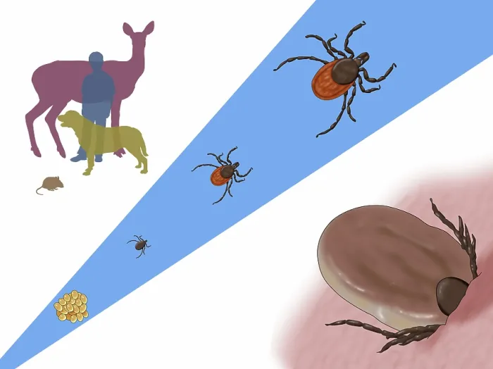 Framed Print : Life Stages of a Black-legged Tick, Illustration Framed Print : Life Stages of a Black-legged Tick, Illustration
