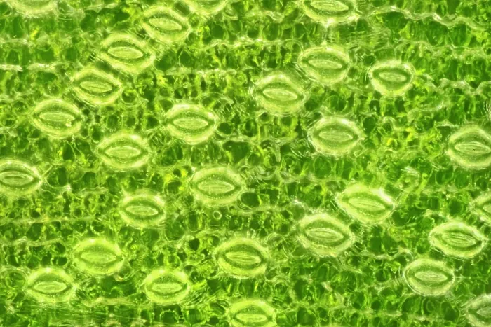 Framed Print : Lily Stomata, Darkfield Microscopy Framed Print : Lily Stomata, Darkfield Microscopy