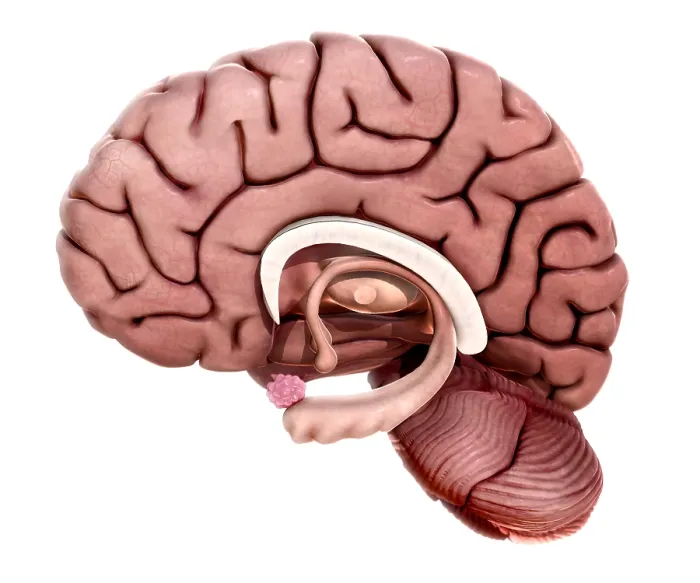 Framed Print : Limbic System, illustration Framed Print : Limbic System, illustration