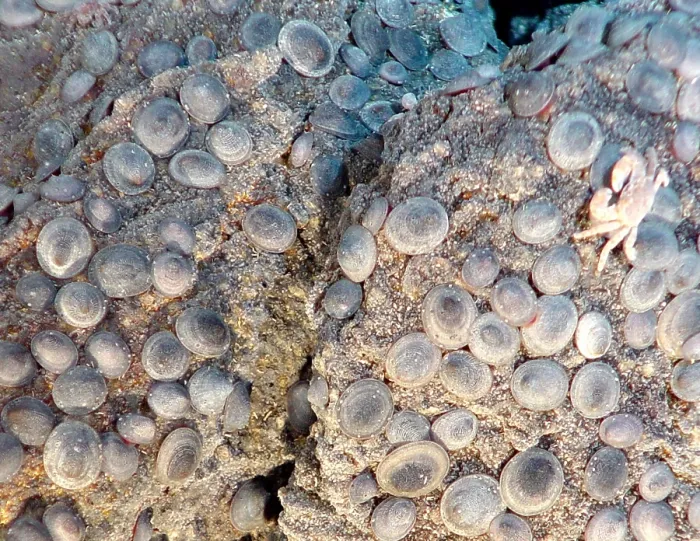 Framed Print : Limpets in Hydrothermal Vent Area