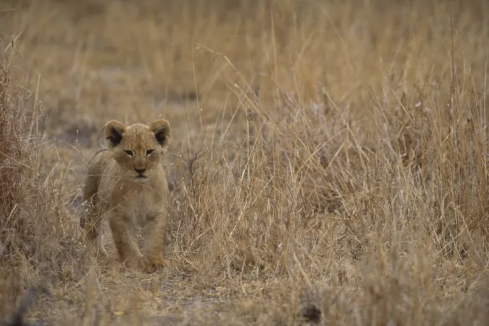 Framed Print : Lion Cub. South Africa, Kruger National Park, Lion (Panthera leo) walking in grass