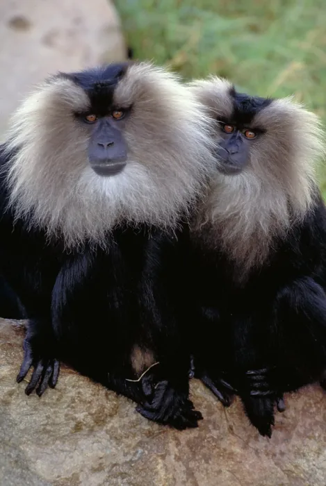 Framed Print : Lion tailed Macaque. India Framed Print : Lion tailed Macaque. India