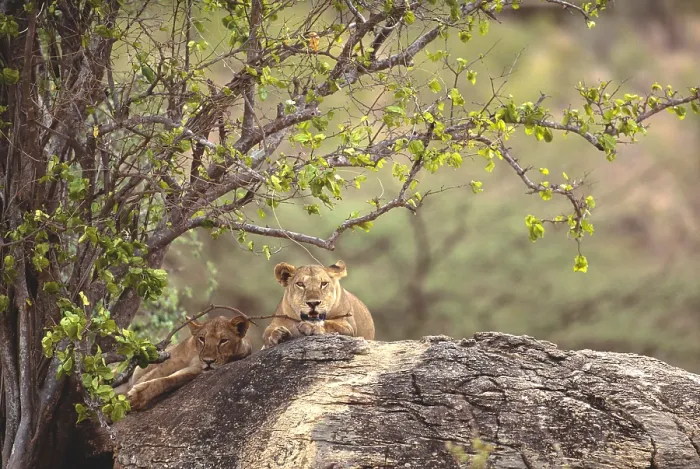 Framed Print : Two lions. Tanzania, Tarangire National Park, Two lions (Panthera leo) sitting on rock Framed Print : Two lions. Tanzania, Tarangire National Park, Two lions (Panthera leo) sitting on rock