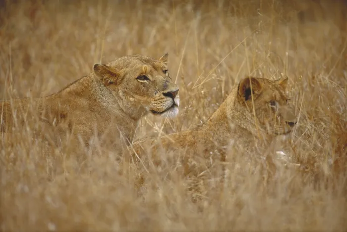 Framed Print : Two lions. South Africa, Kruger National Park, Two Lionesses Framed Print : Two lions. South Africa, Kruger National Park, Two Lionesses