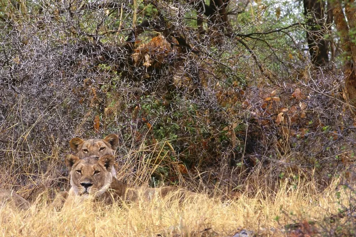 Framed Print : Two lions. Botswana, Suvuti, Chobe National Park, Two Lions Framed Print : Two lions. Botswana, Suvuti, Chobe National Park, Two Lions