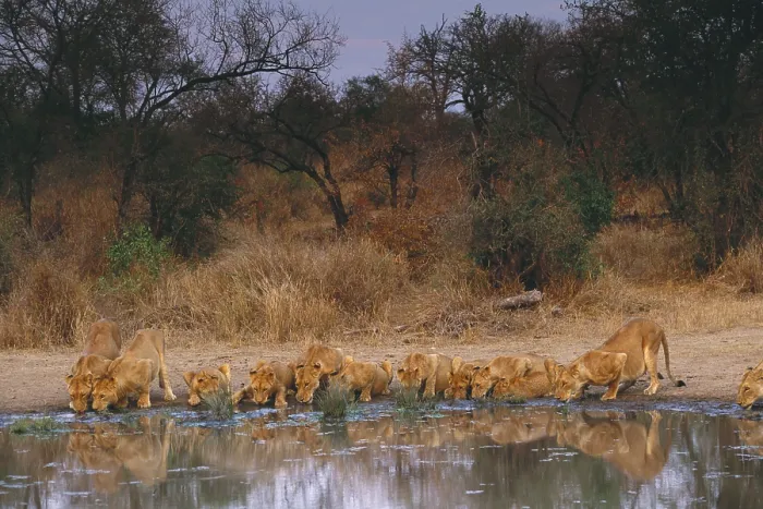 Framed Print : Lions drinking Framed Print : Lions drinking