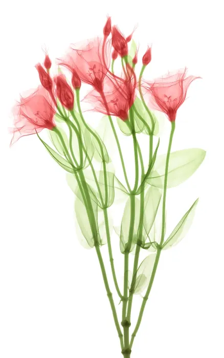 Framed Print : Lisianthus Flowers, X-ray Framed Print : Lisianthus Flowers, X-ray