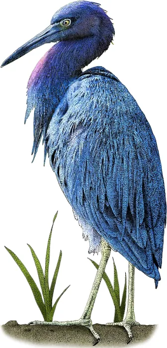 Framed Print : Little Blue Heron, Illustration Framed Print : Little Blue Heron, Illustration