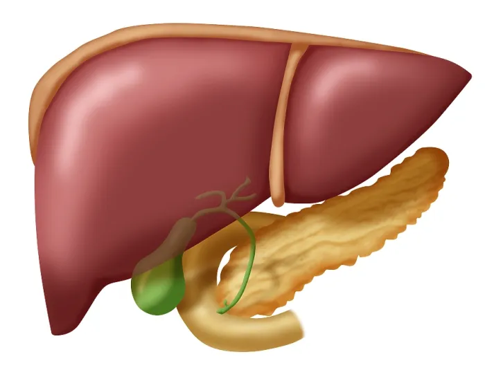 Framed Print : Liver, Gallbladder, Duodenum & Pancreas, medical anatomy illustration