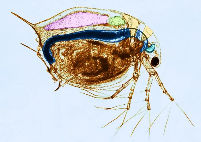 Framed Print : Living Daphnia, light micrograph