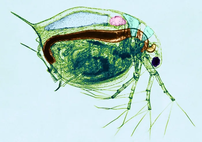 Framed Print : Living Daphnia, light micrograph