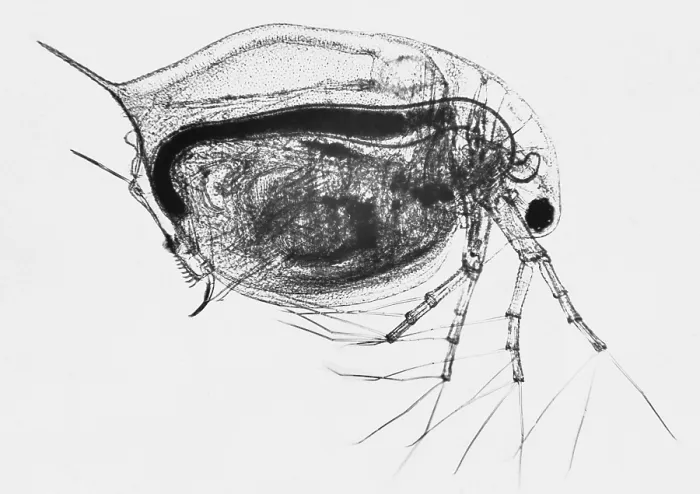 Framed Print : Living Daphnia under a microscope Framed Print : Living Daphnia under a microscope