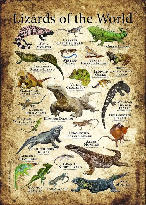 Framed Print : Lizards of the World Framed Print : Lizards of the World
