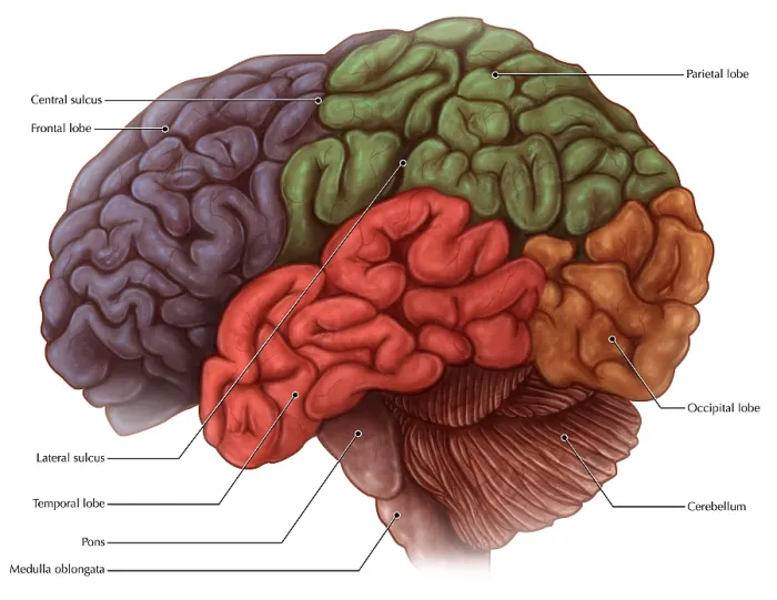 Framed Print : Lobes of the Brain Framed Print : Lobes of the Brain