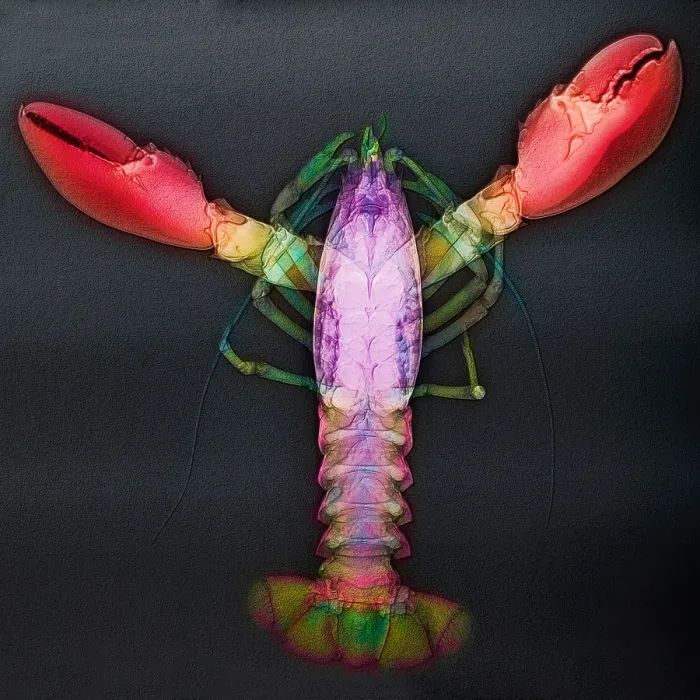 Framed Print : Lobster, X-ray