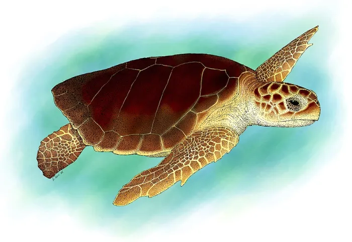 Framed Print : Loggerhead Sea Turtle Framed Print : Loggerhead Sea Turtle