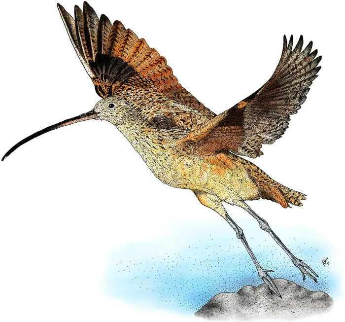 Framed Print : Long-Billed Curlew Framed Print : Long-Billed Curlew