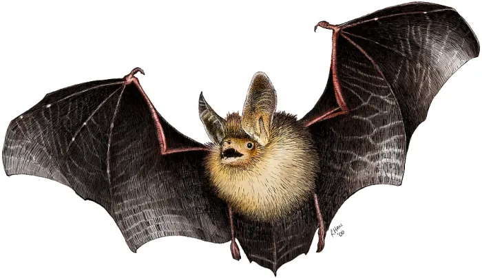 Framed Print : Long-Eared Bat Framed Print : Long-Eared Bat