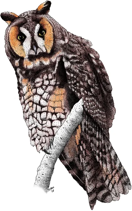 Framed Print : Long-Eared Owl