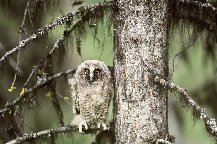 Framed Print : Long-eared Owlet Framed Print : Long-eared Owlet