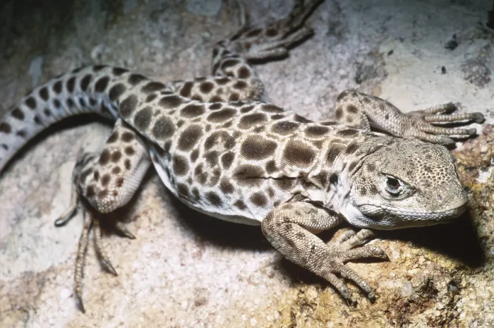 Framed Print : Long-nosed Leopard Lizard