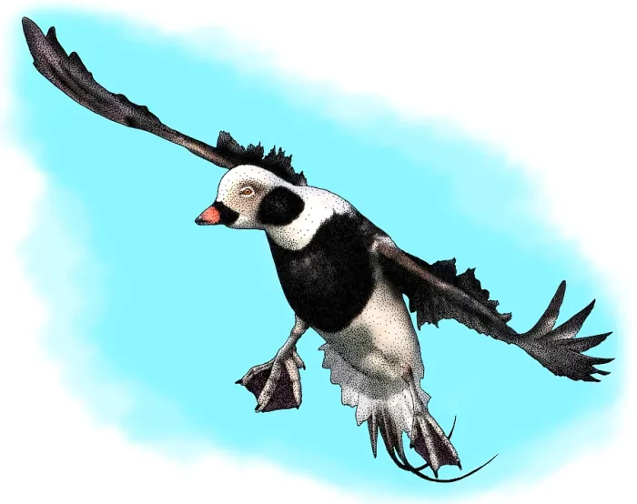 Framed Print : Long Tailed Duck