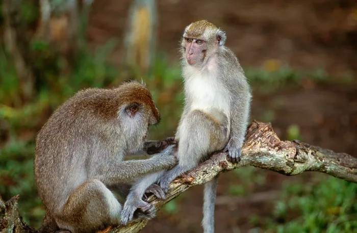 Framed Print : Long-tailed Macaques grooming Framed Print : Long-tailed Macaques grooming