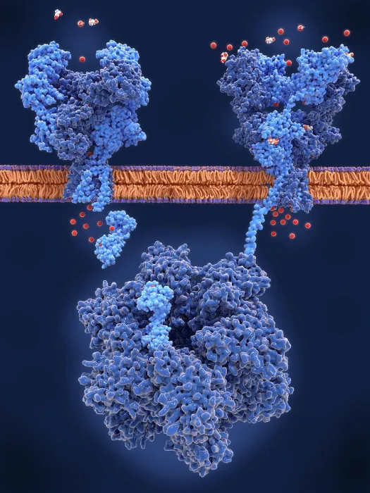 Framed Print : Long-term potentiation (LTP): key actor molecules