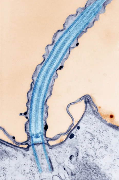 Framed Print : Cilia. Longitudinal section of cilia. Cilia (and flagella) are projections