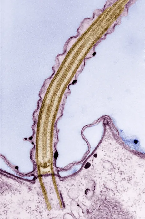 Framed Print : Cilia. Longitudinal section of cilia. Cilia (and flagella) are projections Framed Print : Cilia. Longitudinal section of cilia. Cilia (and flagella) are projections