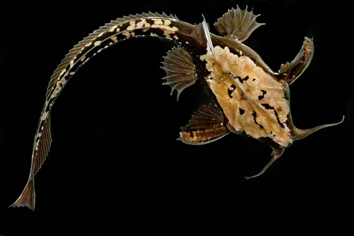Framed Print : Longtail Banjo Catfish Framed Print : Longtail Banjo Catfish