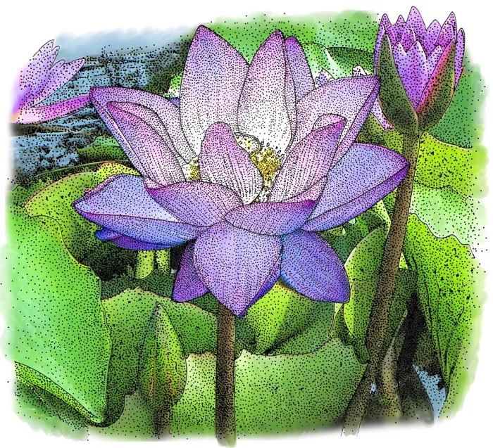 Framed Print : Lotus Flower Framed Print : Lotus Flower