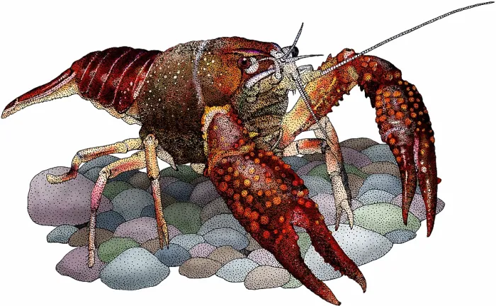 Framed Print : Louisiana crawfish Framed Print : Louisiana crawfish