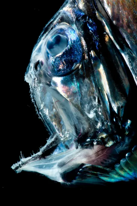 Framed Print : Lovely Hatchetfish (Argyropelecus aculeatus) Framed Print : Lovely Hatchetfish (Argyropelecus aculeatus)