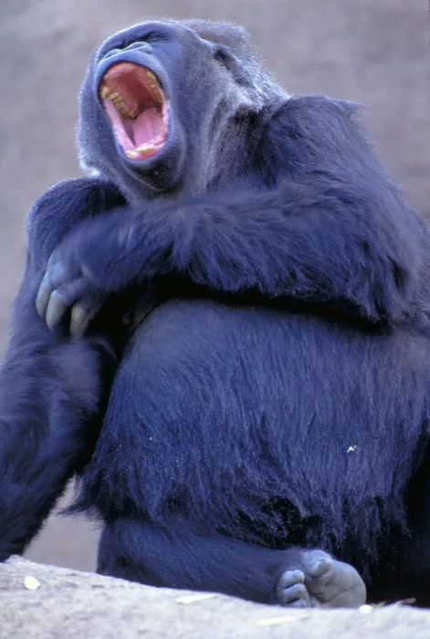Framed Print : Lowland gorilla Framed Print : Lowland gorilla