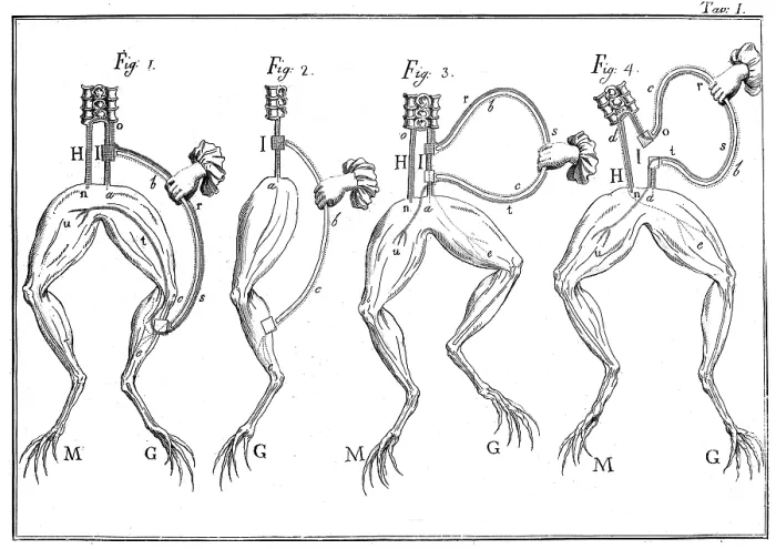 Framed Print : Luigi Galvani Frog Experiments, 18th Century Framed Print : Luigi Galvani Frog Experiments, 18th Century
