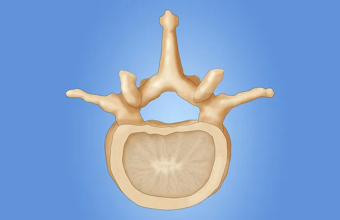 Framed Print : Lumbar Vertebra