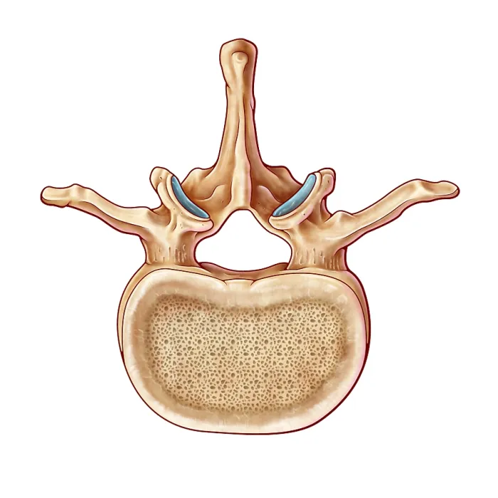 Framed Print : Lumbar Vertebra and Nerves, illustration Framed Print : Lumbar Vertebra and Nerves, illustration