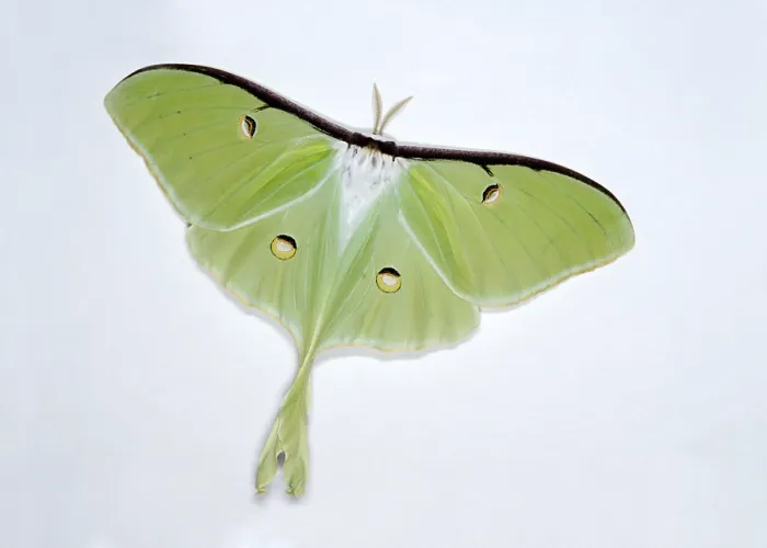 Framed Print : Luna moth, Actias luna, is a Saturniid moth in the family Saturniidae Framed Print : Luna moth, Actias luna, is a Saturniid moth in the family Saturniidae