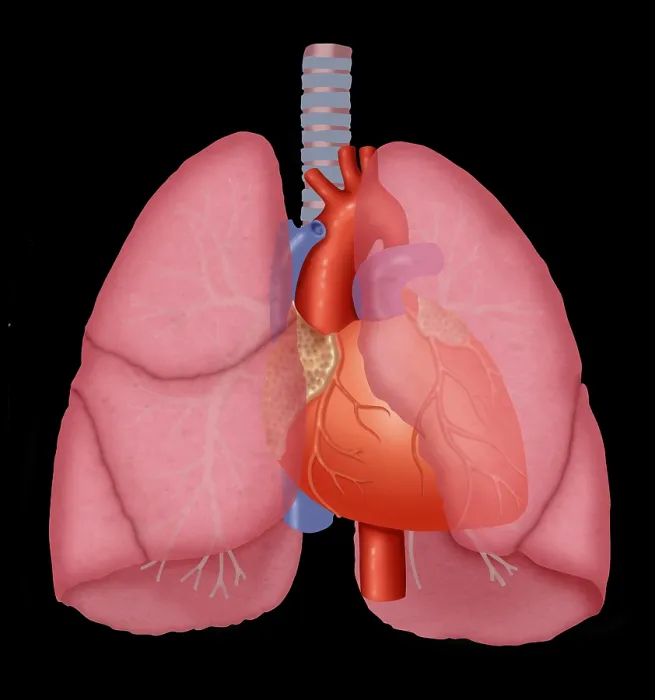 Framed Print : Lungs and heart Framed Print : Lungs and heart